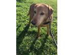 Gunner, Labrador Retriever For Adoption In Big Prairie, Ohio