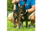 Marina-adoption Fee Fully Sponsored!, Labrador Retriever For Adoption In Fort