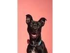 Loki, Staffordshire Bull Terrier For Adoption In Long Beach, California