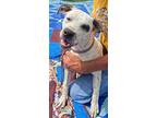 Marley, American Pit Bull Terrier For Adoption In Sulphur, Louisiana