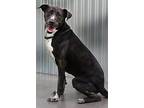Lola, Labrador Retriever For Adoption In Barnwell, South Carolina
