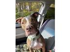 Ireland, American Pit Bull Terrier For Adoption In Landenberg, Pennsylvania