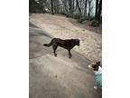 Abby, Labrador Retriever For Adoption In Remlap, Alabama