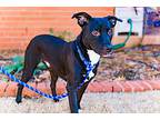 Storm, American Staffordshire Terrier For Adoption In Warr Acres, Oklahoma