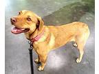 Iggy, Labrador Retriever For Adoption In Barnwell, South Carolina