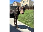 Adopt Viktor a Doberman Pinscher
