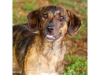 Adopt Tuff 24-06-103 a Catahoula Leopard Dog