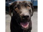 Adopt Cooper a Black Labrador Retriever