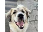 Adopt Zack a Great Pyrenees, Mixed Breed
