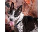 Adopt Jax A706 a Pointer, Australian Cattle Dog / Blue Heeler