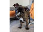 Adopt Roper a Boston Terrier