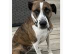 Adopt Beans a Terrier, German Shepherd Dog
