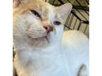 Adopt Butterfinger a Domestic Medium Hair