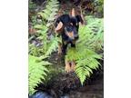 Adopt Franklin a Labrador Retriever, Doberman Pinscher