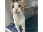 Adopt Chevron a Domestic Short Hair