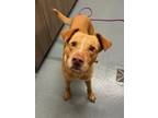 Adopt POPEYE a Labrador Retriever, Mixed Breed