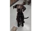 Adopt STORMWEAVER a Labrador Retriever