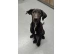 Adopt IRONHEART a Labrador Retriever