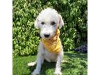 Adopt Pete a Schnauzer, Poodle