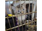 Adopt Jag a Siamese