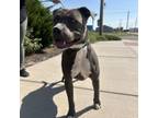 Adopt Forest a Pit Bull Terrier