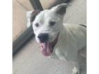 Adopt Ike a Pit Bull Terrier, Mixed Breed