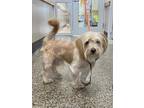 Adopt A042945 a Havanese