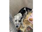 Adopt LEO a Australian Cattle Dog / Blue Heeler