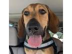 Adopt Hunter a Redbone Coonhound, Great Pyrenees