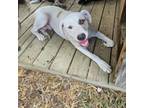Adopt Smoky a Hound, Labrador Retriever