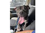 Adopt Kane a Pit Bull Terrier