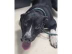 Adopt Brody a Pit Bull Terrier, Mixed Breed