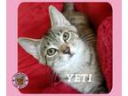 Adopt Yeti a Domestic Short Hair