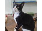 Adopt Gaston a Domestic Short Hair
