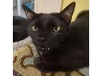 Adopt Chili Bean a Domestic Short Hair