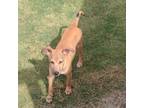 Adopt Tiger a Feist