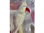 Adopt BIRD a Cockatiel