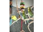 Adopt CHASE a Parakeet (Other)