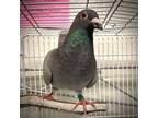 Adopt WALTER a Pigeon