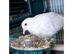 Adopt SCUTTLE a Dove
