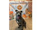 Adopt Chloe a Pit Bull Terrier