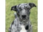 Adopt Flip Flop a Catahoula Leopard Dog