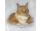 Adopt Clementine a Domestic Short Hair