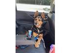 Adopt Radar a German Shepherd Dog