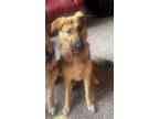 Adopt Daisy a German Shepherd Dog
