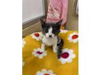 Adopt Kiwi a Maine Coon