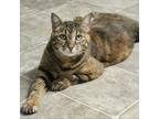 Adopt Jesse a Domestic Short Hair
