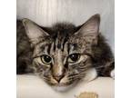 Adopt Laverne a Domestic Medium Hair