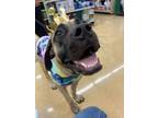 Adopt Jenga a Mastiff, Mixed Breed