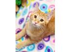 Adopt Lemon Head a Domestic Short Hair